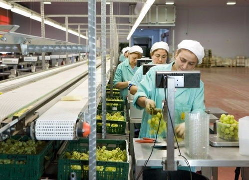 食品安全 食品質(zhì)量的關(guān)鍵因素